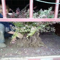 批发出售红叶小檗 绿化苗红叶小檗种植基地