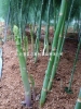 绿芦笋加工出口专用芦笋种子品种