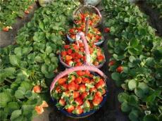 甘甜可口大草莓产于泰山脚下