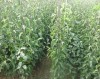 绿宝石梨苗的价格 山东大量供应优质梨苗
