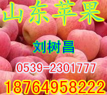 山東蘋果產地嘎啦美八金帥紅星紅將軍批發
