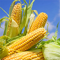 2016年安徽玉米价格走势 玉米价格还会涨吗