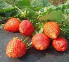 草莓苗品种 草莓苗批发 山东草莓苗
