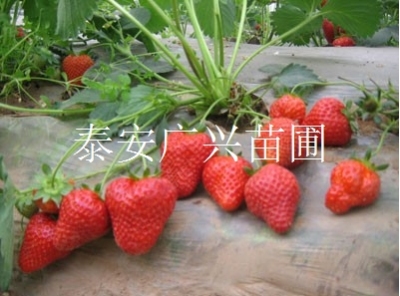 草莓苗批发/哪里有草莓苗/草莓苗批发