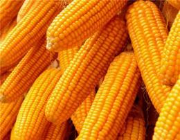今日玉米价格最新行情 2016年8月29河北玉米
