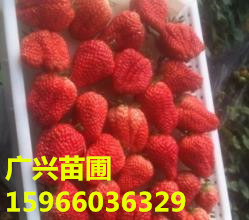 草莓苗 草莓苗厂家 草莓苗价格新品种草莓