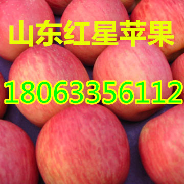 山東紅星蘋果產(chǎn)地供應價格