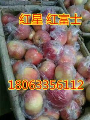 山東紅星蘋果產(chǎn)地供應價格