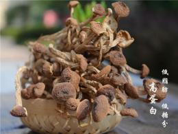 上海青浦那有莲子茶树菇批发 价格多少