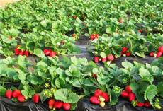 云南哪里卖红颜草莓苗 红颜品种草莓苗种植