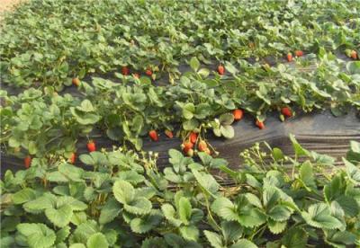 草莓苗 哪里卖法兰地草莓苗 草莓苗品种