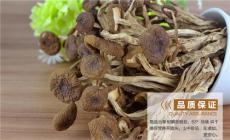 上海那里有茶树菇批发直销-上海品莲香土特