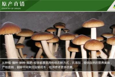 上海长宁那里有莲子买 茶树菇批发价格多少