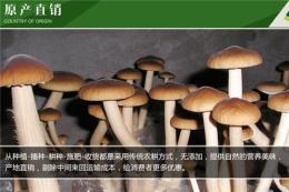 上海卢湾那里莲子卖 茶树菇批发 价格多少