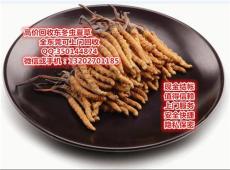 东莞回收冬虫夏草 东莞上门回收虫草