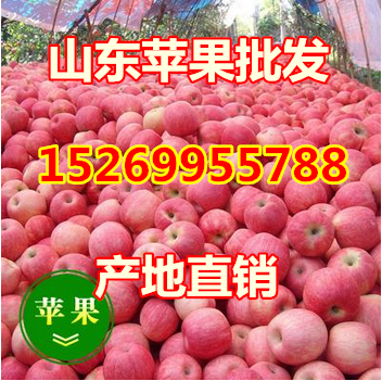 風水梨 黃金梨 山東梨子批發價格