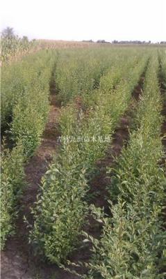 內(nèi)蒙葡萄苗 通遼赤峰出售葡萄苗哪里好