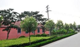 校园绿化建设公司 提供各种乔灌木绿化苗木