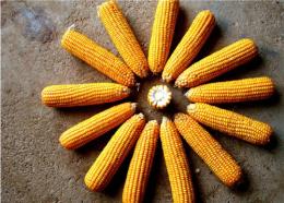 2016年9月山东玉米价格走势 玉米还会涨吗