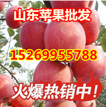 山東紅星蘋(píng)果紅將軍蘋(píng)果價(jià)格