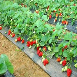 草莓苗品种哪里有草莓苗草莓苗价格