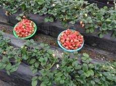 草莓苗销售草莓苗供应