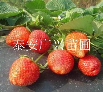 草莓苗品种哪里有草莓苗草莓苗价格