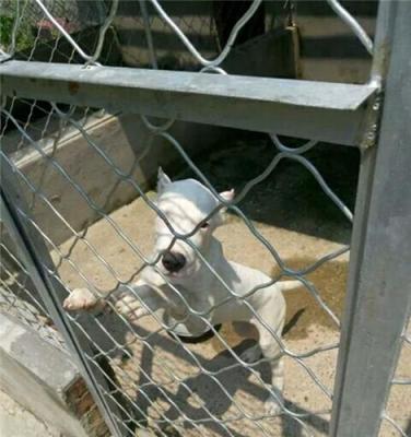 杜高幼犬多少钱一只湖北哪里有卖杜高犬的