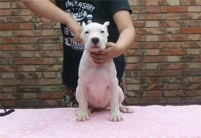 杜高幼犬多少钱一只湖北哪里有卖杜高犬的