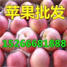 山東紅富士蘋果批發價格走勢