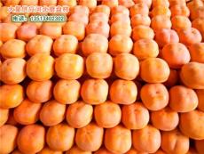 供应最好吃的大磨盘柿子 河北省保定市满城