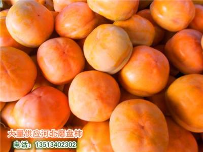 河北保定特产磨盘柿子正在大量上市 欢迎采