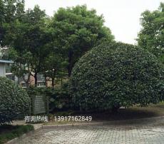 上海城市绿化工程公司 城市绿化苗木种类
