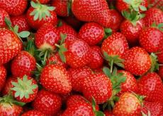 成都市草莓苗基地/成都市草莓苗基地价格