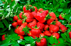 成都市草莓苗基地价格/成都市草莓苗报价