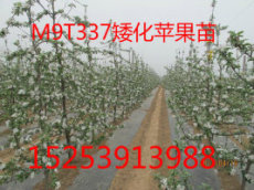 M9T337苹果苗 M9T337苹果苗价格 山东M9T337