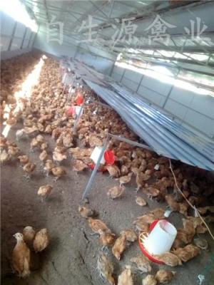 林下种草养鸡饲养管理技术