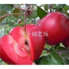 出售红肉苹果 含香品果 矮化苹果苗 价格低