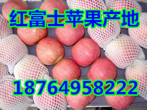山東蘋果批發什么價格 紅富士蘋果哪里便宜