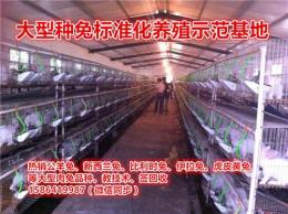 安徽种兔多少钱今年发财养殖项目阜阳肉兔场