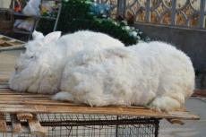 亳州獭兔母兔价格成年獭兔饲养方法母兔基地