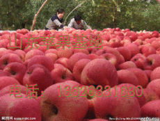 红富士苹果之乡纸袋膜袋红富士苹果招商基地