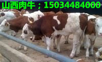 河南肉牛養牛場