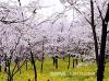 樱花树 樱花树种植方法及栽培技术 重点