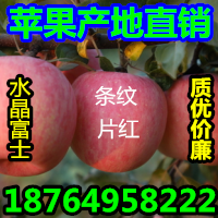 批发红富士苹果哪里便宜山东苹果价格哪里低