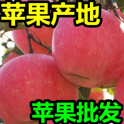 批发红富士苹果哪里便宜山东苹果价格哪里低