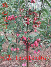 雞心果樹(shù)苗 矮化雞心果樹(shù)苗