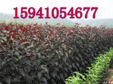 密枝紅葉李 密枝紅葉李價(jià)格