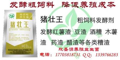 酒糟能喂豬嗎 怎么使用酒糟來喂豬長(zhǎng)的快
