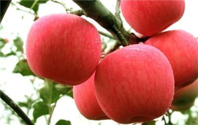陕西洛川红富士苹果